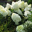 Гортензия метельчатая Дентель Де Горрон