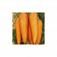 Морковь  Флакке Королева осени Морковь  Флакке Королева осени