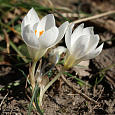 Крокус Ботанический Miss Vain