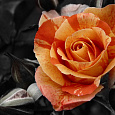 Роза Чайно-гибридная Orange Intuition