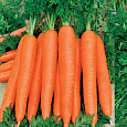 Морковь Осенний король Морковь Осенний король