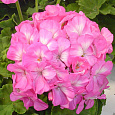 Пеларгония зональная Апаче Пинк
