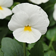 Виола крупноцветковая Маммот Вайт хот