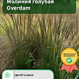Молиния голубая Overdam