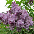 Сирень обыкновенная Катерина Хавемейер