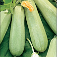 Кабачок Обыкновенный Грибовские