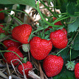 Земляника садовая Элеганс