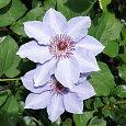 Клематис (Ломонос) гибридный Still Waters