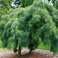 Сосна Веймутова Пендула