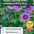 Герань (Аистов клюв) гибридная Daily Blue