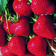 Земляника садовая Флорин Земляника садовая Флорин