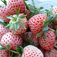 Земляника садовая Анабланка Земляника садовая Анабланка