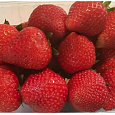 Земляника садовая Скала НАБОР 3ШТ Земляника садовая Скала НАБОР 3ШТ