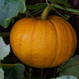 Тыква крупноплодная Стофунтовая
