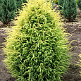 Можжевельник обыкновенный Голд Коне Можжевельник обыкновенный Голд Коне
