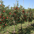 Яблоня Фрегат Яблоня Фрегат
