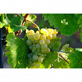 Виноград культурный Московский белый