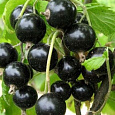 Смородина черная Черный Аист