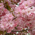 Вишня мелкопильчатая Kanzan