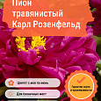 Пион травянистый Карл Розенфельд Пион травянистый Карл Розенфельд