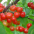 Черешня Соперница
