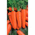 Морковь  Марлинка Морковь  Марлинка