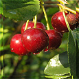 Вишня обыкновенная Тургеневка