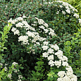 Спирея ниппонская Вайт Карпет