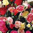 Гвоздика садовая Шабо Пикоти Фэнтези микс