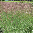 Молиния тростниковая Mostenveld