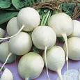 Редис Белый жемчуг