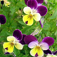 Виола (Фиалка) гибридная Jumping Johnny