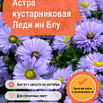 Астра кустарниковая Леди ин Блу Астра кустарниковая Леди ин Блу