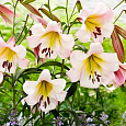 Лилия ОТ-гибрид Истерн Мун