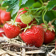 Земляника садовая Выставочная Земляника садовая Выставочная