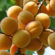 Абрикос обыкновенный Жигулевский сувенир