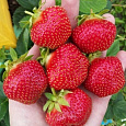 Земляника садовая Камрад-Победитель