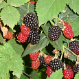 Ежевика кустистая Darroy