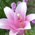 Лилия ЛО-гибрид Венделла