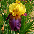 Ирис бородатый Гала Мадрид Ирис бородатый Гала Мадрид