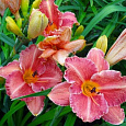 Лилейник гибридный Pretty fancy