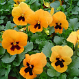 Виола крупноцветковая Инспайер Плюс Оранж Блотч