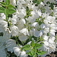 Жасмин садовый Мон Блан