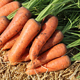 Морковь  Миникор Морковь  Миникор