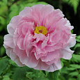 Пион древовидный Розовый Король Пион древовидный Розовый Король