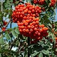 Рябина обыкновенная