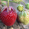 Земляника садовая Таго Земляника садовая Таго