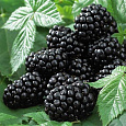 Ежевика Карака Блэк