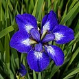 Ирис сибирский Ай си Старз