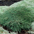 Можжевельник виргинский Blue Cloud